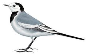 Image result for Motacilla alba