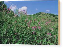 Attēlu rezultāti vaicājumam “Lathyrus sylvestris”