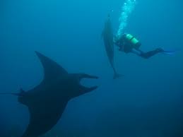 Image result for Scuba Skooling