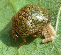 Attēlu rezultāti vaicājumam “Cribraria vulgaris”