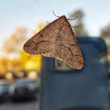 Attēlu rezultāti vaicājumam “Epirranthis diversata”