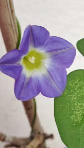 Image result for Ipomoea Lavender