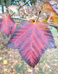Attēlu rezultāti vaicājumam “Acer rufinerve flower”