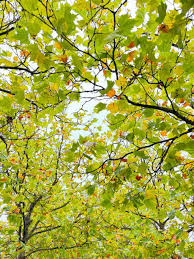 Attēlu rezultāti vaicājumam “Platanus x hispanica (syn. Platanus x acerifolia) leaf”