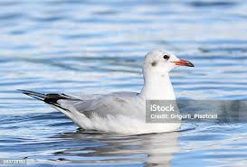 Attēlu rezultāti vaicājumam “Larus ridibundus”
