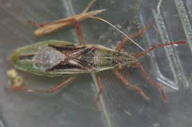 Attēlu rezultāti vaicājumam “Myrmus miriformis”