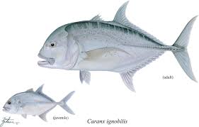 Image result for Caranx ignobilis