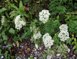 Attēlu rezultāti vaicājumam “Libanotis montana”