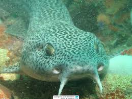 Image result for Poroderma pantherinum