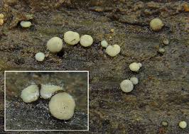 Attēlu rezultāti vaicājumam “Vibrissea decolorans”