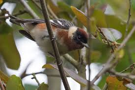 Image result for Dendroica castanea