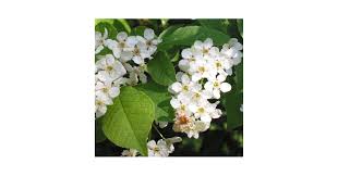 Attēlu rezultāti vaicājumam “Prunus padus var. roseiflora”
