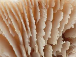 Attēlu rezultāti vaicājumam “Lentinellus ursinus”