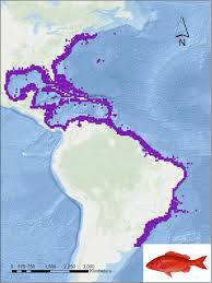 Image result for Rhomboplites aurorubens