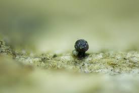 Attēlu rezultāti vaicājumam “Licea chelonoides macro”