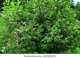 Attēlu rezultāti vaicājumam “Lonicera tatarica bud”