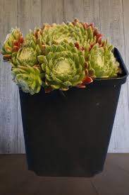 Image result for echtes Hauswurz