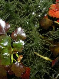 Attēlu rezultāti vaicājumam “Chara hispida”