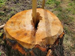 Image result for Northchurch Football Club