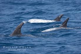 Image result for Grampus griseus