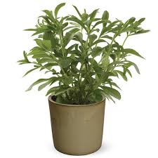 Image result for Stevia rebaudiana