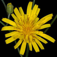 Attēlu rezultāti vaicājumam “Hieracium murorum leaf”