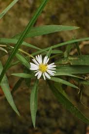 Image result for Aster lanceolatus