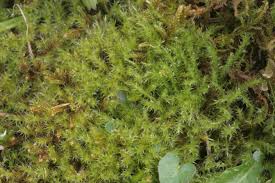 Attēlu rezultāti vaicājumam “Campylium, Campyliadelphus”