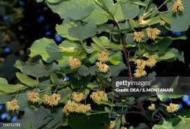 Attēlu rezultāti vaicājumam “Tilia x vulgaris”