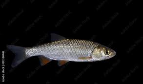 Image result for Squalius cephalus