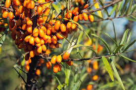 Attēlu rezultāti vaicājumam “Hippophae rhamnoides female flower”