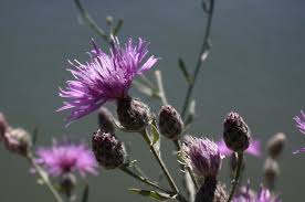 Attēlu rezultāti vaicājumam “Centaurea stoebe bud”
