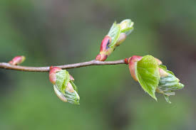 Attēlu rezultāti vaicājumam “Tilia cordata bud”