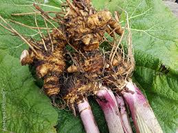 Image result for Petasites officinalis