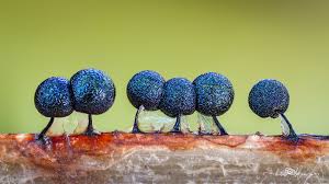 Attēlu rezultāti vaicājumam “Lamproderma violaceum”