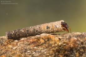 Attēlu rezultāti vaicājumam “Trichoptera”