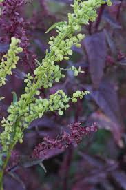 Image result for Atriplex hortensis