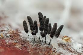 Attēlu rezultāti vaicājumam “Stemonitopsis typhina spores”