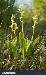 Attēlu rezultāti vaicājumam “Liparis loeselii flower”