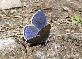 Attēlu rezultāti vaicājumam “Vacciniina optilete underside”