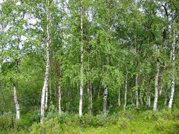 Attēlu rezultāti vaicājumam “Betula pendula var. carelica”