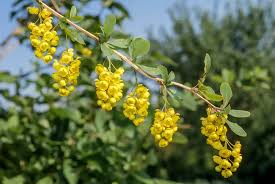 Attēlu rezultāti vaicājumam “Berberis vulgaris”
