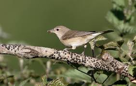 Attēlu rezultāti vaicājumam “Sylvia borin adult”
