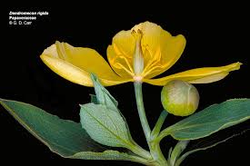 Attēlu rezultāti vaicājumam “Papaveraceae”