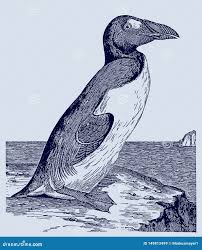 Image result for Pinguinus impennis