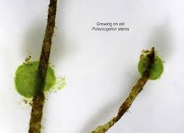 Attēlu rezultāti vaicājumam “Chaetophora pisiformis”