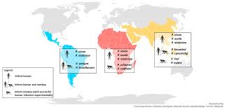 Attēlu rezultāti vaicājumam “Lycogala botrydium plasmodium”