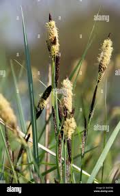 Attēlu rezultāti vaicājumam “Carex acutiformis flower”