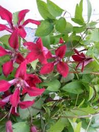 Attēlu rezultāti vaicājumam “Phedimus spurius flower”
