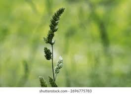 Attēlu rezultāti vaicājumam “Dactylis glomerata subsp. glomerata”